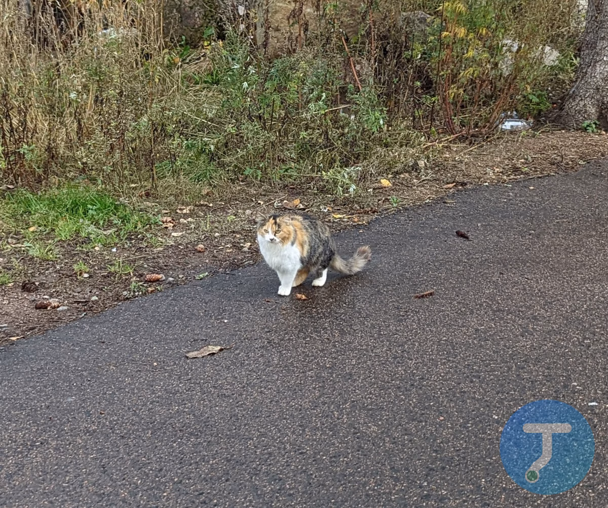 Фото с маршрута Прогулка около Виипури