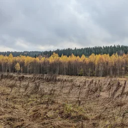 Фото с Прогулка около Виипури