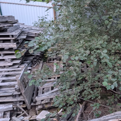 Фото с Вечер: из Зелёной Рощи