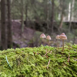 Фото с Экскурсия по маленькой Финляндии
