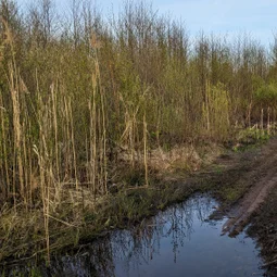 Фото с Волховский фронт