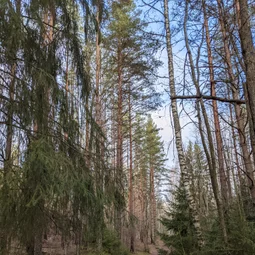 Фото с Экскурсия по маленькой Финляндии