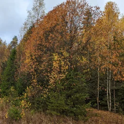 Фото с Прогулка около Виипури