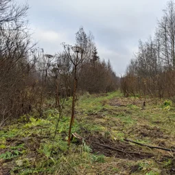 Фото с БК: И ещё раз про узкоколейки...