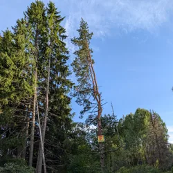 Фото с Киви Выбирает Блинчики