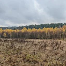 Фото с Прогулка около Виипури