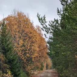 Фото с Прогулка около Виипури
