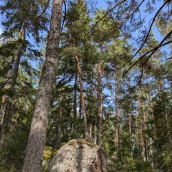 Фото с Киви Выбирает Блинчики