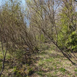 Фото с Приключения в Лесном царстве